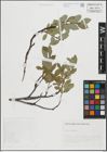Foto von Salix hastata L.